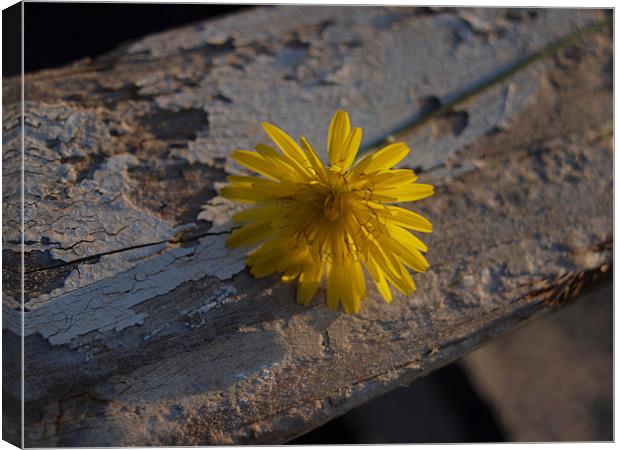 flower Canvas Print by Leonardo Lokas