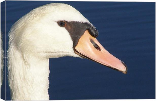 swan Canvas Print by Leonardo Lokas