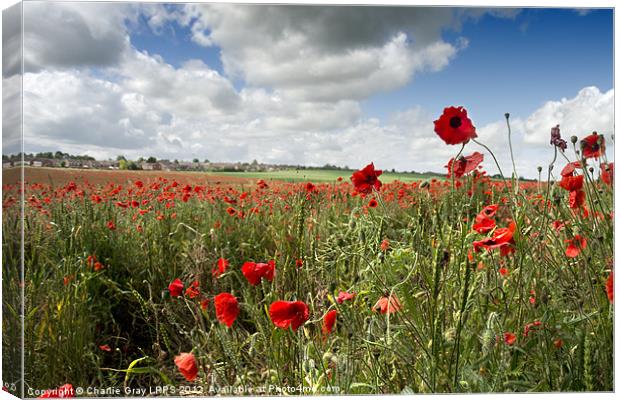 Poppies blowing in the wind Canvas Print by Charlie Gray LRPS