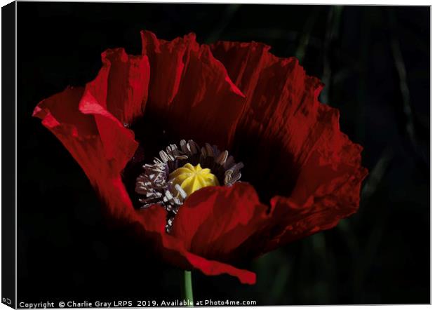 Cultivated red poppy Canvas Print by Charlie Gray LRPS