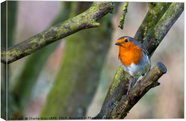 Robin Canvas Print by Charlie Gray LRPS