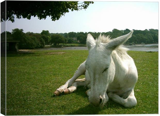 New Forest Donkey Canvas Print by Matt Curties