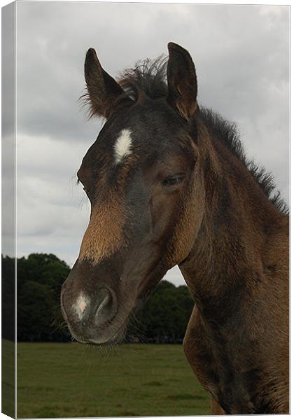 New Forest Pony Canvas Print by Matt Curties