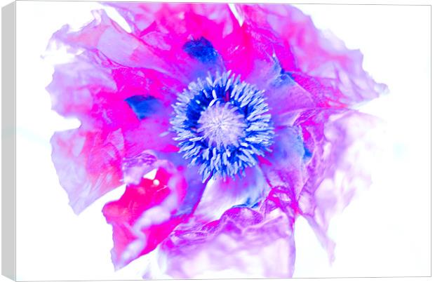 Abstract Poppy Canvas Print by Claire Gardner