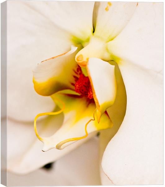 Orchid 1 Canvas Print by Claire Gardner