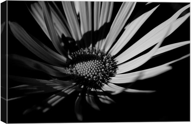 daisy Canvas Print by rachael hardie