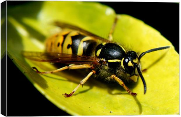common wasp Canvas Print by rachael hardie