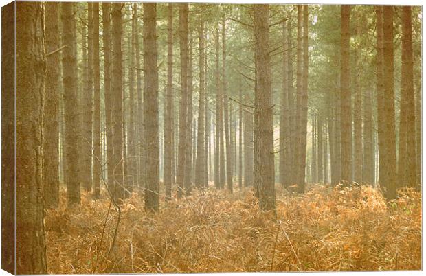 forest Canvas Print by rachael hardie