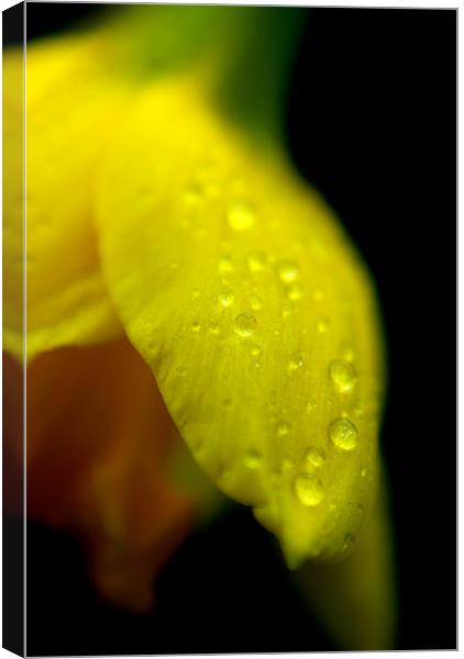 Daffodil Canvas Print by rachael hardie