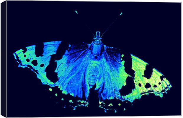 neon butterfly Canvas Print by rachael hardie