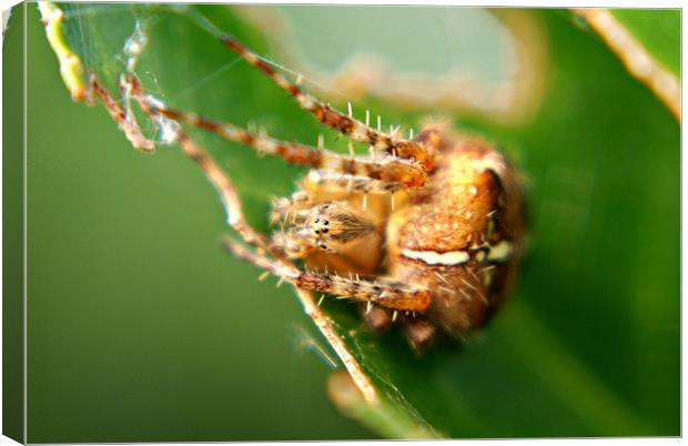 garden spider Canvas Print by rachael hardie