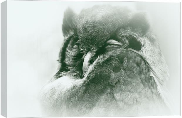 sleepy owl Canvas Print by rachael hardie