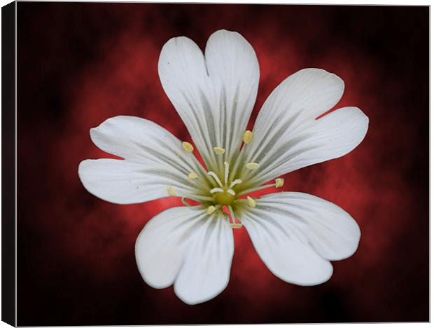 The flower 1 Canvas Print by Andreas Hartmann