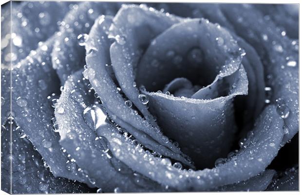 Frozen rose Canvas Print by Andreas Hartmann