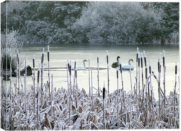 Winter swans on frozen lake Canvas Print by Dave Wyllie