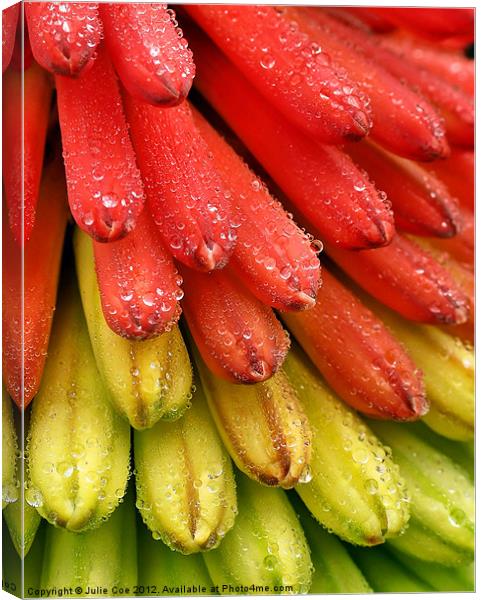 Red Hot Poker - Kniphofia Canvas Print by Julie Coe