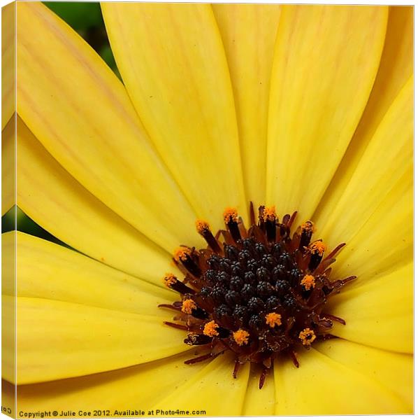 African Daisy - Osteospermum Canvas Print by Julie Coe