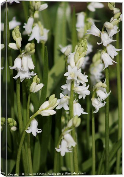 White Bluebells Canvas Print by Julie Coe