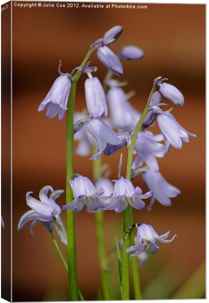 Spanish Bluebells Canvas Print by Julie Coe