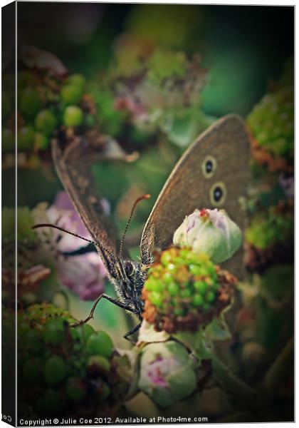 Ringlet Butterfly Canvas Print by Julie Coe