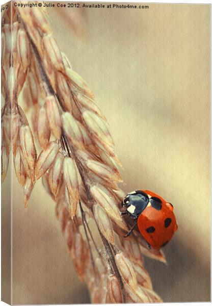 7 Spotted Ladybird Canvas Print by Julie Coe