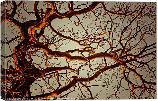 Tree Light Canvas Print by Julie Coe