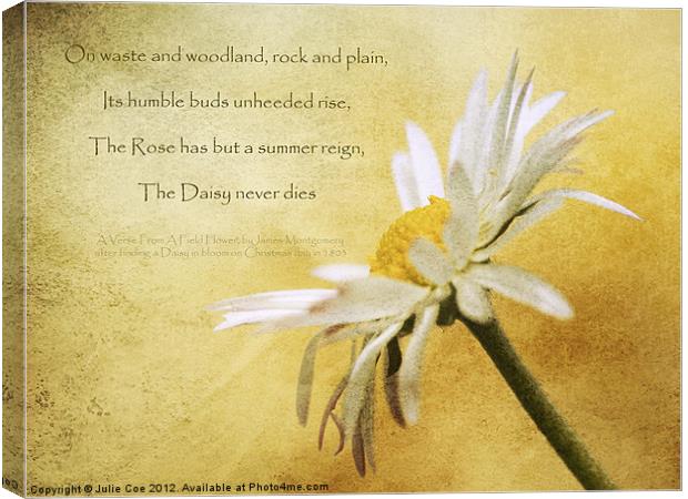 Daisy Poem Canvas Print by Julie Coe