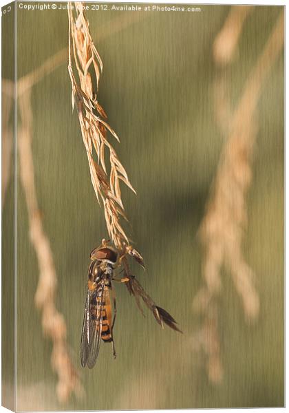 Hover Grass Canvas Print by Julie Coe