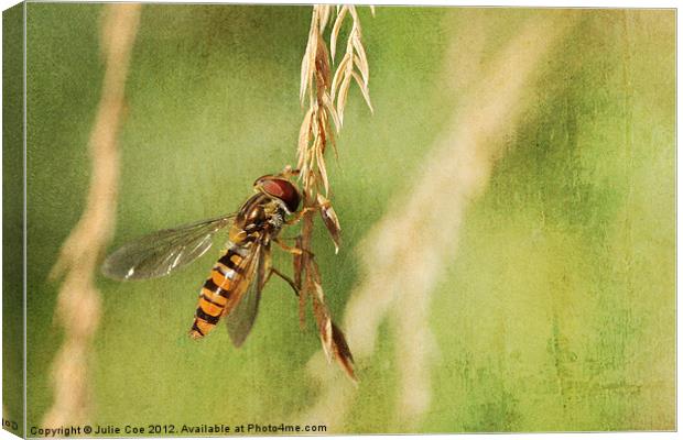 Hover-Grass Canvas Print by Julie Coe