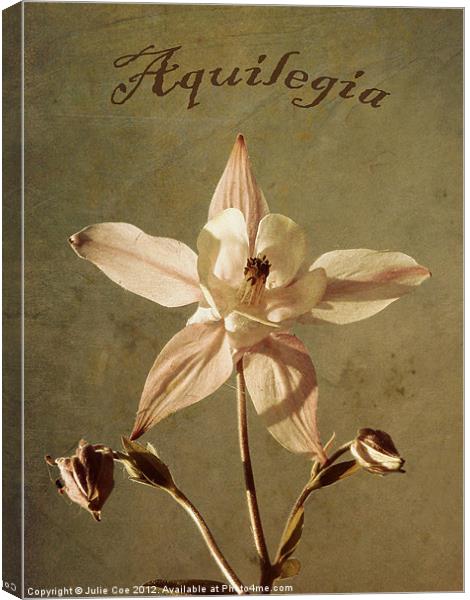 Aquilegia too. Canvas Print by Julie Coe