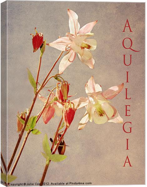 Aquilegia 3 Canvas Print by Julie Coe