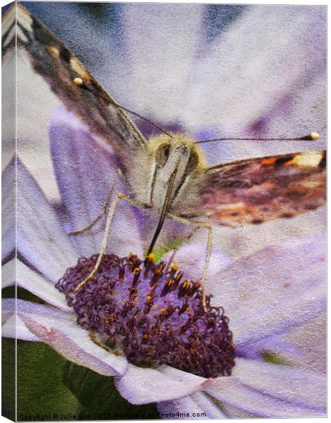 Painted Lady Canvas Print by Julie Coe
