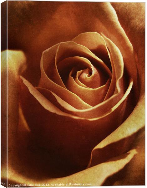 Dirty Rose Canvas Print by Julie Coe