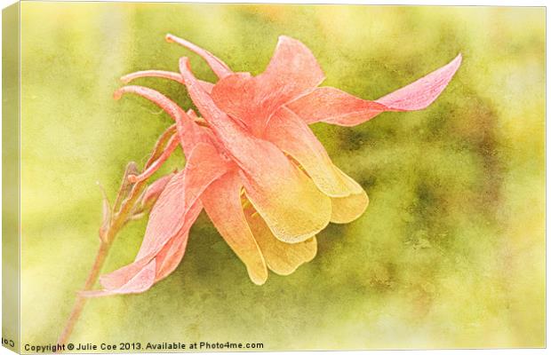 Soft Aquilegia Canvas Print by Julie Coe