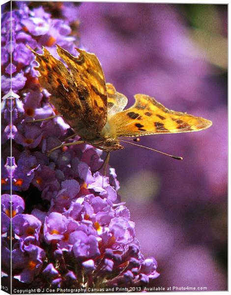 Comma on Buddlea Canvas Print by Julie Coe