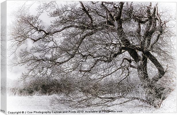 Tree Black and White Canvas Print by Julie Coe