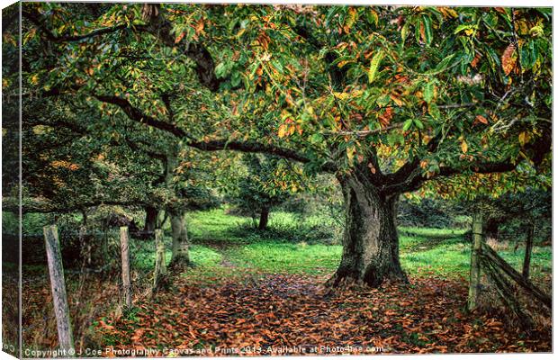 Underneath The Chestnut Tree Canvas Print by Julie Coe
