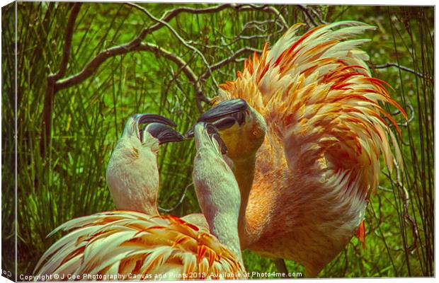 Fighting Flamingos Canvas Print by Julie Coe