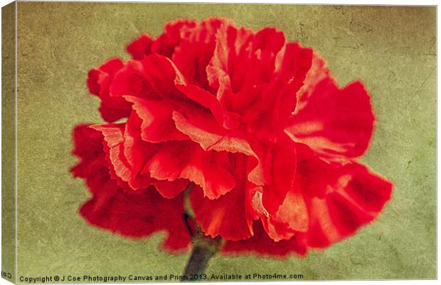 Red Carnation. Canvas Print by Julie Coe