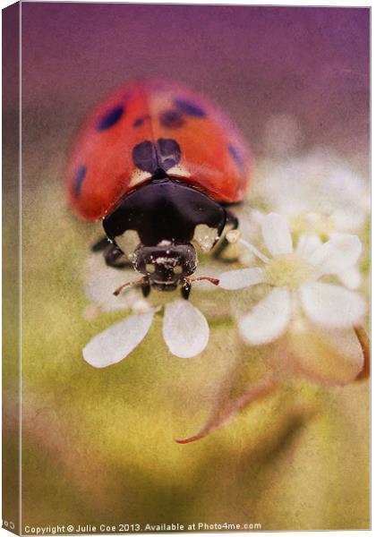 Ladybird Canvas Print by Julie Coe