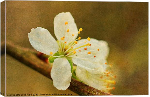 Blossom Canvas Print by Julie Coe