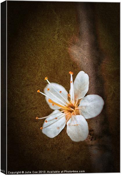 Beautiful Blossom Canvas Print by Julie Coe