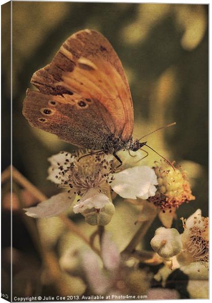 Ringlet Butterfly Canvas Print by Julie Coe