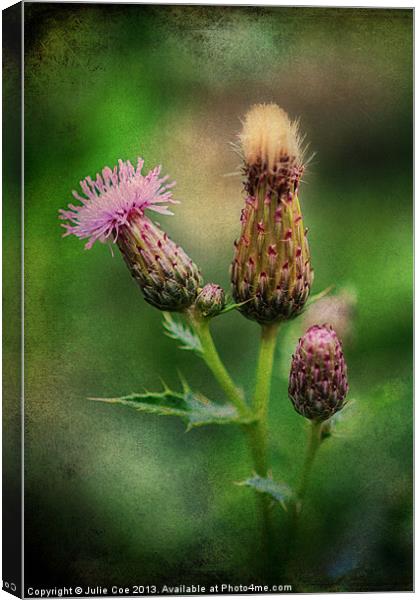 Thistle Canvas Print by Julie Coe