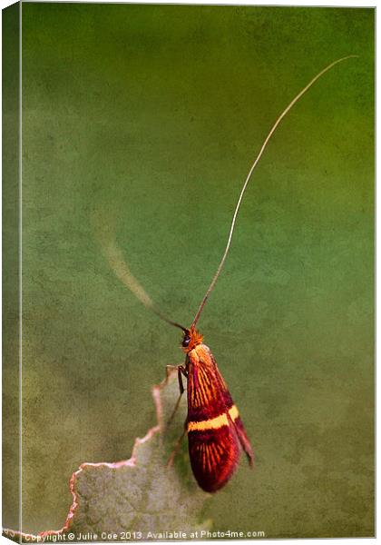 Longhorn Moth Canvas Print by Julie Coe