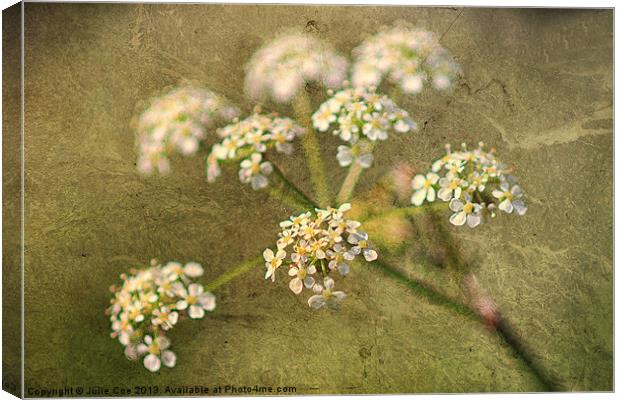 Cow Parsley Canvas Print by Julie Coe