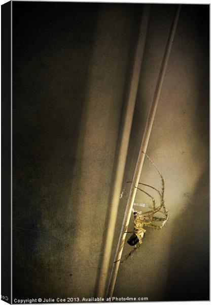 Stretch Spider Canvas Print by Julie Coe