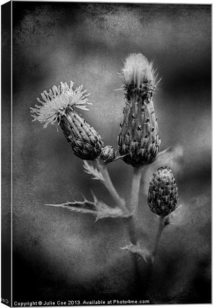 Thistle BW Canvas Print by Julie Coe