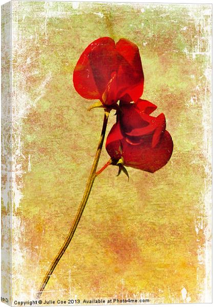 Sweet Pea 2 Canvas Print by Julie Coe