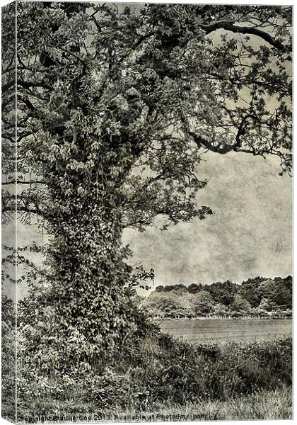 Field in Norfolk Canvas Print by Julie Coe
